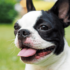 Respiratory Health in Brachycephalic Dogs