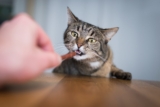 Top 13 Cat Breeds That Always Know Where the Snacks Are