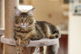 Top 13 Cat Breeds That Are Naturally Gentle and Calm – Petpropartners