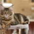 How Apps Connect Pet Parents with Vital Pet Care Services – Petpropartners