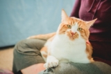 Top 13 Cat Breeds for People Who Act Like They Own the Place
