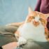 Nutritional therapy for dogs with skin disease 
