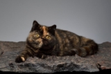 Top 15 Cat Breeds That Are Perfect for Adventurous Souls – Petpropartners