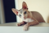 Top 15 Cat Breeds That Will Melt Your Heart