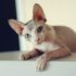 Factors Influencing Canine Behavioral Correction