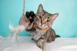Top 15 Cat Breeds for People Who Think 3 a.m. is Playtime