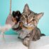 Top 13 Cat Breeds for People Who Act Like They Own the Place