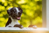 Top 15 Dog Breeds That Were Almost Forgotten But Have Made a Stunning Return – Petpropartners