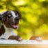7 Natural Anti-Inflammatory Remedies for Dogs with Chronic Pain – Petpropartners