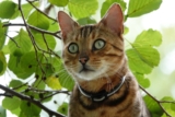 Top 7 Cat Breeds That Will Make You Feel Like Royalty – Petpropartners