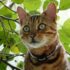 Puppy Bladder Infection Symptoms – Petsworld – Petpropartners