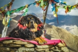 Top 9 Dog Breeds That Were Once Considered Divine Messengers – Petpropartners