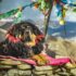 How Apps Connect Pet Parents with Vital Pet Care Services – Petpropartners