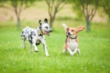 What Is It & How It Helps Your Dog – Dogster – Petpropartners
