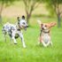 9 Fun Facts You Didn’t Know About Bichon Frises – Petpropartners