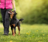What Is It & How You Can Use It to Train Your Dog – Dogster – Petpropartners