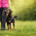 9 Fun Facts You Didn’t Know About Cocker Spaniels – Petpropartners