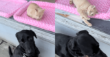 When a Dog Fell for a Cat Through the Glass, A Forever Family was Born – Petpropartners