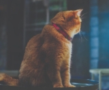 Why your cat keeps you awake at night – and what to do about it