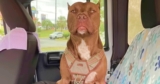 Woman’s ‘Afraid’ Of The Dog She Adopted But Still Brings Him Home