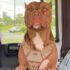 11 Dog Breeds That Need A Lot Of Space To Run
